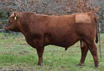 RED ANGUS BULLS Lot 63 HICKS PACKER L154 Born: 20/09/15 Tattoo: L154 Reg No: HRAL154 MESSMER PACKER HICKS RED PACKER J36 HRA Z614 L154 is a growth Packer bull that stacks it on from 200day through to