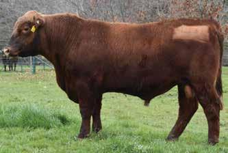 RED ANGUS BULLS Lot 69 HICKS RED LABEL L33 Born: 7/08/15 Tattoo: L33 Reg No: HRAL33 TE MANIA VICEROY V342 TE MANIA RED LABEL Z1023 ET TE MANIA MITTAGONG V254 ET Another Red label son with above