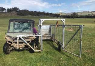 HICKS BEEF GENETIC TRENDS HICKS BEEF: ALL PURPOSE INDEX HICKS BEEF: TERMINAL INDEX HICKS BEEF: BIRTH WEIGHT HICKS BEEF: CALVING EASE Our new calf catcher in action, making the weighing and tagging of