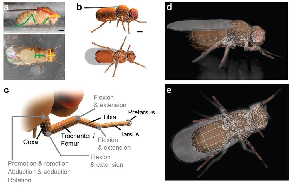 Supplementary Figure 1 An insect model based on Drosophila melanogaster. (a) Side and ventral images of adult female flies used to calculate the sizes of body and leg segments. Scale bar is 0.3 mm.
