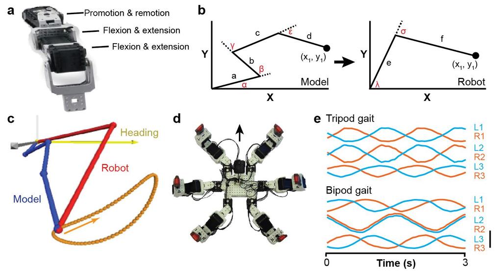Supplementary Figure 8 Transferring bipod and tripod gaits to a hexapod robot. (a) Image of the robot s leg. Degrees of freedom for each joint are labeled in black text.