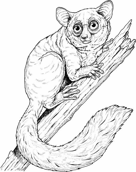 Locomotion Vertical clinging and leaping: This mode of locomotion is practiced by most Prosimians like this bush baby.