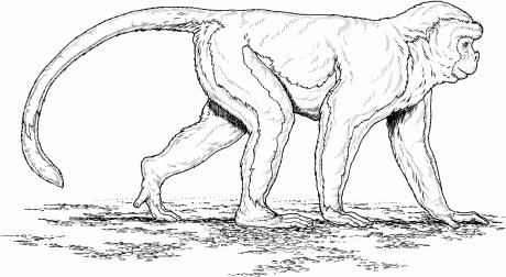 Quadrapedalism - Four-footed walking and running: Branch running and walking walk on palms.