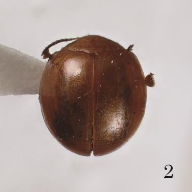genus from Borneo and 1 species from Peninsular Malaysia.