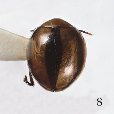 moyogensis n. sp. (Holotype); 5) C. nigromarginatus n. sp. (Holotype); 6) C.