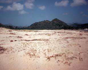 Many dunes have been damaged or destroyed over past decades in St Lucia as a result of sand mining and the