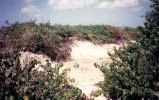 These vegetated dunes at Cas en Bas protect the land behind the beach from flooding, 1989 Detail of dune