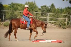Western Ranch Pleasure Class Purpose: Reflect versatility, attitude and movement of a working horse.