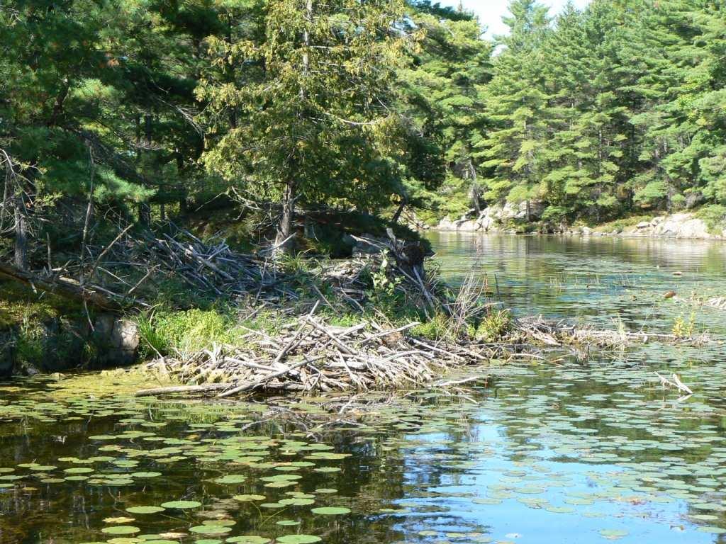 OBSERVATIONS STREAMS AND RIVERS There are a total of 35 streams connected to Ston(e)y and Clear Lakes, including Eel s, Jack s, Perry s and Julia Creeks, and two outflows via the Indian and Otonabee