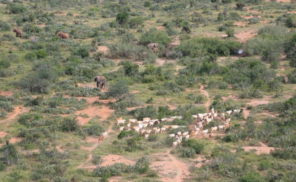 MAY 2016 MONTHLY AERIAL SUMMARY In Northern Tsavo East, towards the eastern boundary within the Ndia Ndaza area the supercub sighted many cattle enclosures which had been constructed by herders