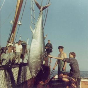 Atlantic bluefin
