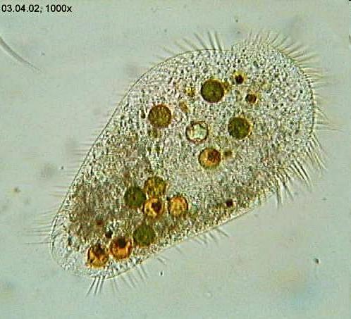 Protozoans Unicellular,