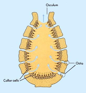 Sponge Anatomy Ostia = small pores.