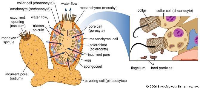 Sponge Life Processes Digestion: Collar cells and cells called amebocytes (found in mesenchyme) trap and digest food.