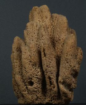 Types of Sponges Euspongia (the bath sponge) lives in warm