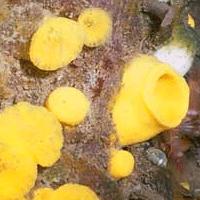 Cliona (the yellow boring sponge) grows on the shells of clams and