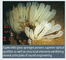 Types of Sponges Euplectella (Venus flower basket)