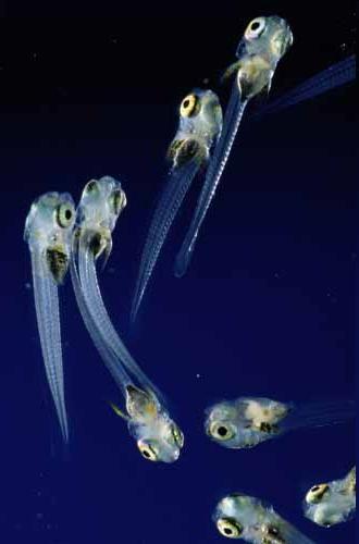 Temporary Zooplankton Some animals are planktonic during
