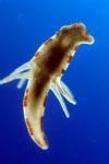 Larva Sea Anemone Larva Hermit