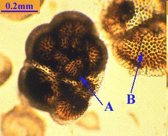 Permanent Zooplankton Species