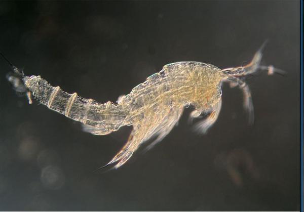 Copepods Tiny shrimp-like animal that