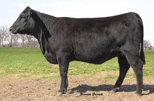 Lone Star Angus Bred Heifers LONE STAR CONV BELLE L527 SELLS AS LOT 7.