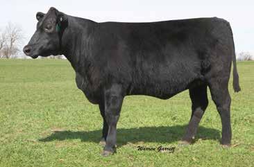 Lone Star Angus Bred Heifers The dam of L523 is an Advantage daughter that is working at Cox Angus at Omaha, Texas. Full brothers sell as Lots 4 and 60.