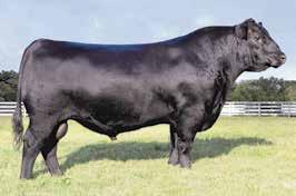Lone Star Angus Bred Heifers VAR GENERATION 2100 SERVICE SIRE OF LOT 23.