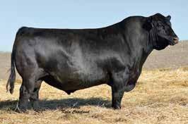 Lone Star Angus Open Heifers LONE STAR 1682 LADY 6012 SELLS AS LOT 29.