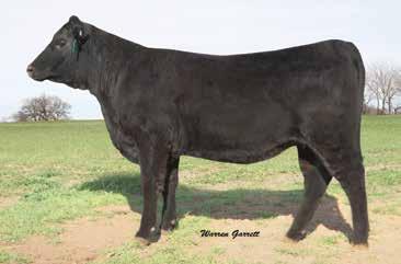 Lone Star Angus Open Heifers L612 is a high performance Lariat that scored 115 WW Ratio, 112 YW Ratio and RE Ratio 115. She possesses an abundance of growth and muscle.