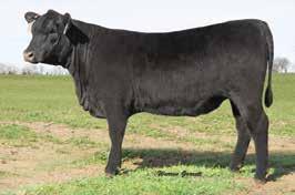 Lone Star Angus Open Heifers LONE STAR 7229 BELLE L630 SELLS AS LOT 38.
