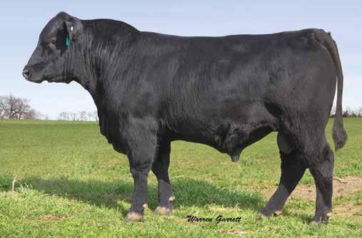 Lone Star Angus Bulls LONE STAR HOOVER D L518 SELLS AS LOT 60. HOOVER DAM SIRE OF LOT 60. L518 is another of the very best bulls in this calf crop.