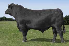 Lone Star Angus Bulls V A R DISCOVERY 2240 SIRE OF LOT 131.