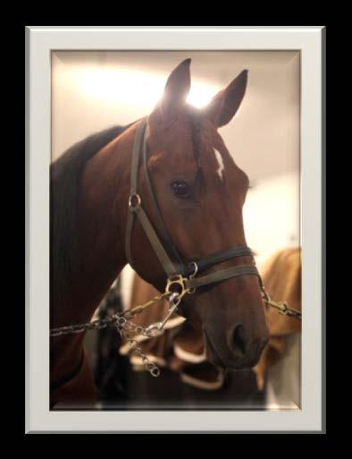 Royalty For Life (RC Royalty Bourbon N Grits Donerail) A bay colt, Royalty For Life is co-owned by breeder Alfred Ross, South Dartmouth, MA, Raymond W Campbell, Belchertown, MA; and Paul Fontaine,