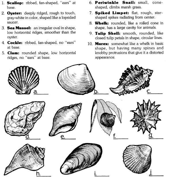 Name: Shell Matching Recording Sheet Directions: Use the shell cards to help you match the pictures of the shells with their