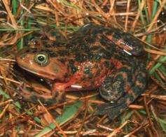 Oregon Spotted Frog Background Summary of Habitat Requirements 1.
