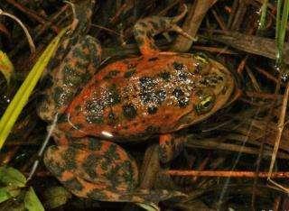 Oregon Spotted Frog Background Current Protected Status Federal - Proposed as threatened and proposed designation of critical habitat