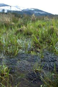Oregon Spotted Frog Conservation Habitat Management Recommendations (WA) Consider potential for Oregon Spotted Frogs to occur Manage vegetation to maintain early successional habitat Avoid plantings