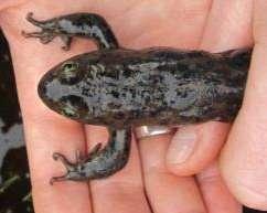 Species ID Confirmation Oregon Spotted Frog N Red-legged Frog Cascades Frog Nick Baker Juvenile and Adult Photos 1.