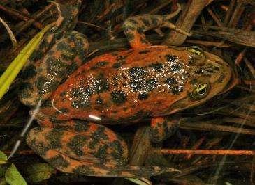 Oregon Spotted Frog Background Identification Hind foot webbing is from