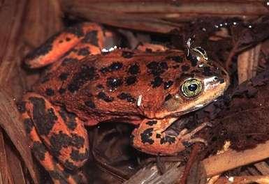 Oregon Spotted Frog Background Natural History PNW s most aquatic frog Breed late winter and early spring; eggs hatch in 2-4 weeks Tadpoles