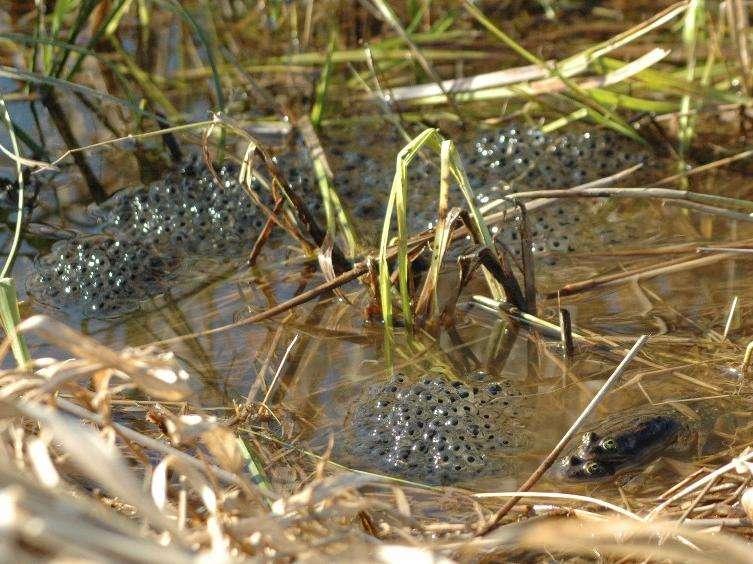 Mating pair by egg mass cluster Oregon Spotted Frog egg masses: About grapefruit sized Usually laid in communal