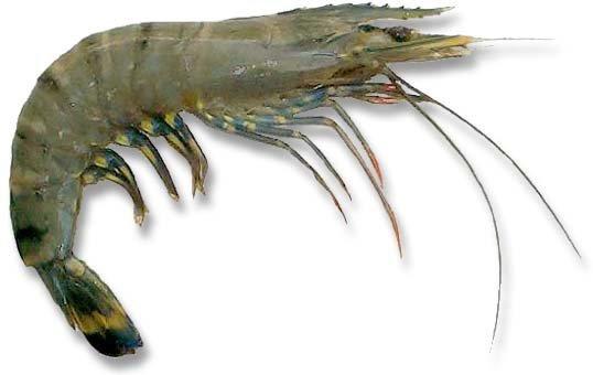 The main commercial shrimp species available in Indian waters from Capture Fisheries are the following:-