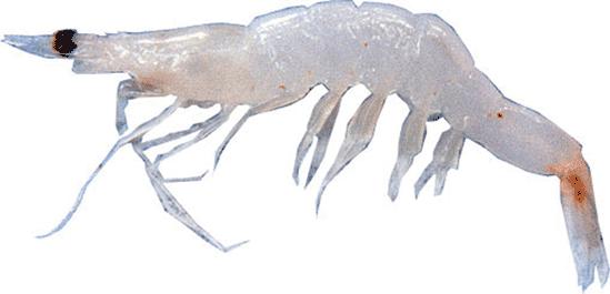 Finally we have the Acetes shrimp species which rarely exceeds an inch in length.