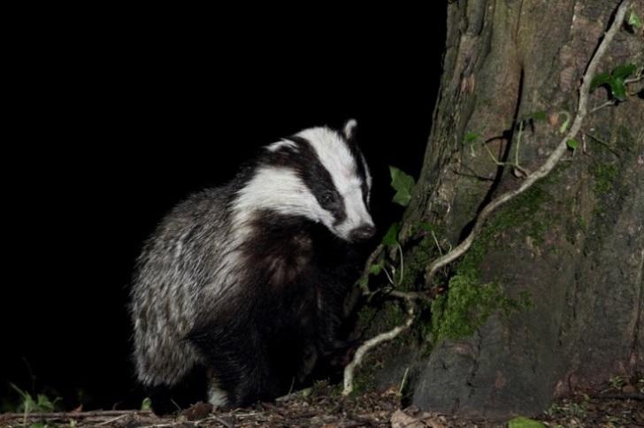 4.2 Badger Persecution All badgers in Scotland are protected by law, but they are sometimes still illegally targeted by those who see them as a pest or for the purposes of illegal animal fights.