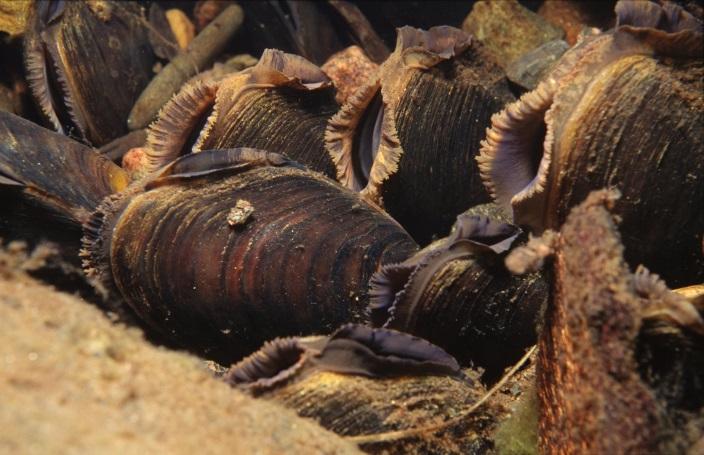 4.5 Freshwater Pearl Mussels Scotland supports several of the largest remaining populations of freshwater pearl mussels (FWPM) in the world some of which continue to be damaged by criminal activity.
