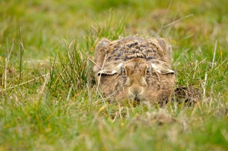 Health of Species - Brown hare (Lepus europaeus) Brown hare SNH Basic ecology: In Britain the brown hare is a farmland animal that thrives best on arable ground where the highest population densities