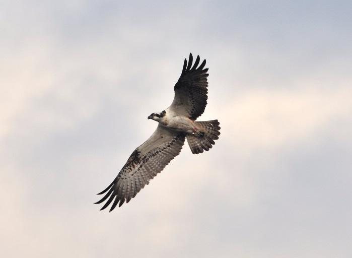 4.7 Raptor Persecution Raptor, or bird of prey, persecution is the most high profile type of wildlife crime in Scotland and it can have serious impacts on the populations of some bird of prey species