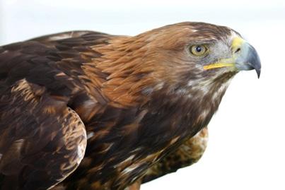 Police Scotland provided regular updates on reported crimes involving raptor species and all partners were asked to brief the group in respect of on-going work that they are involved in to tackle