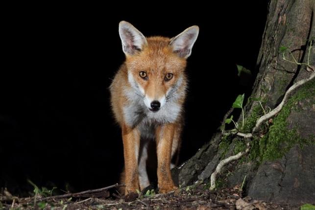 4.8 Fox Hunting and the Protection of Wild Mammals (Scotland) Act 2002 Fox at pheasant pen Mike Hardy, BASC Fox Charles Everitt This section highlight offences under the Protection of Wild Mammals